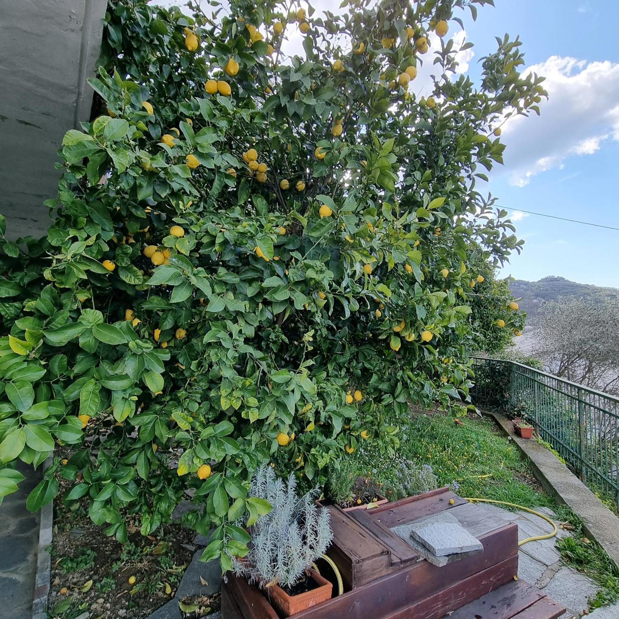 B&B La Terrazza Sui Fieschi Cogorno Extérieur photo